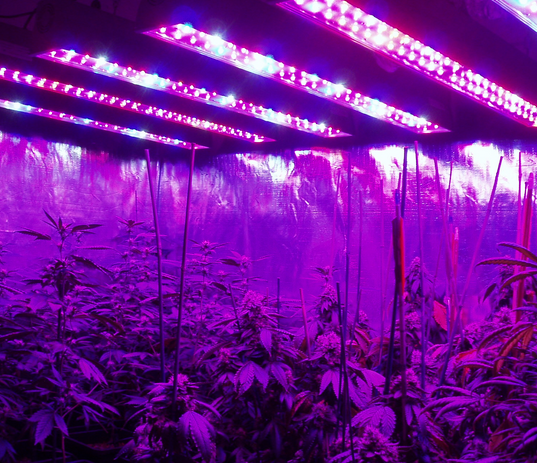 Best LED Grow Lights for Growing Cannabis